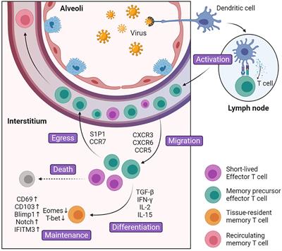 Legend of the Sentinels: Development of Lung Resident Memory T Cells and Their Roles in Diseases